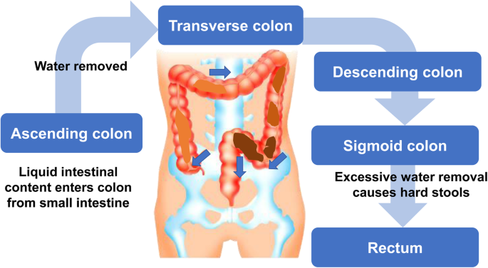 Development of colonic transit time and ultrasound imaging tools as  objective indicators for assessing abnormal defecation associated with food  intake: a narrative review based on previous scientific knowledge |  BioPsychoSocial Medicine