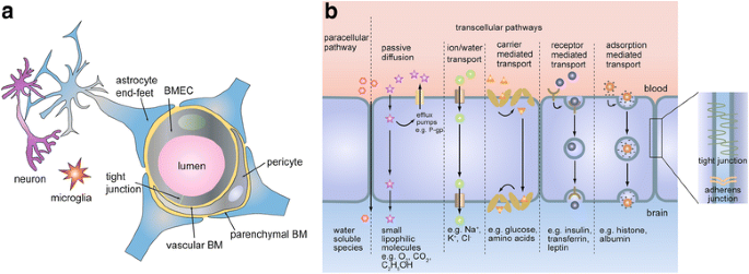 Engineering The Human Blood Brain Barrier In Vitro Journal Of Biological Engineering Full Text Engineering The Human Blood Brain Barrier In Vitro Journal Of Biological Engineering Full Text