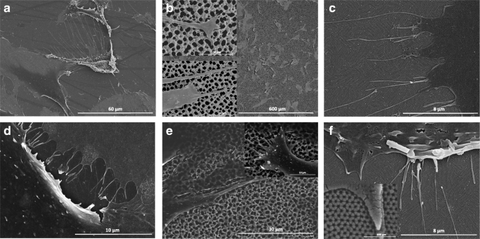 Collagen And Fibronectin Surface Modification Of Nanoporous Anodic Alumina And Macroporous Silicon For Endothelial Cell Cultures Journal Of Biological Engineering Full Text