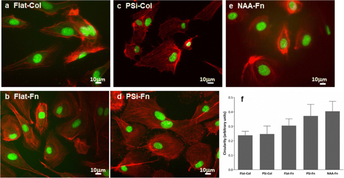 Collagen And Fibronectin Surface Modification Of Nanoporous Anodic Alumina And Macroporous Silicon For Endothelial Cell Cultures Journal Of Biological Engineering Full Text