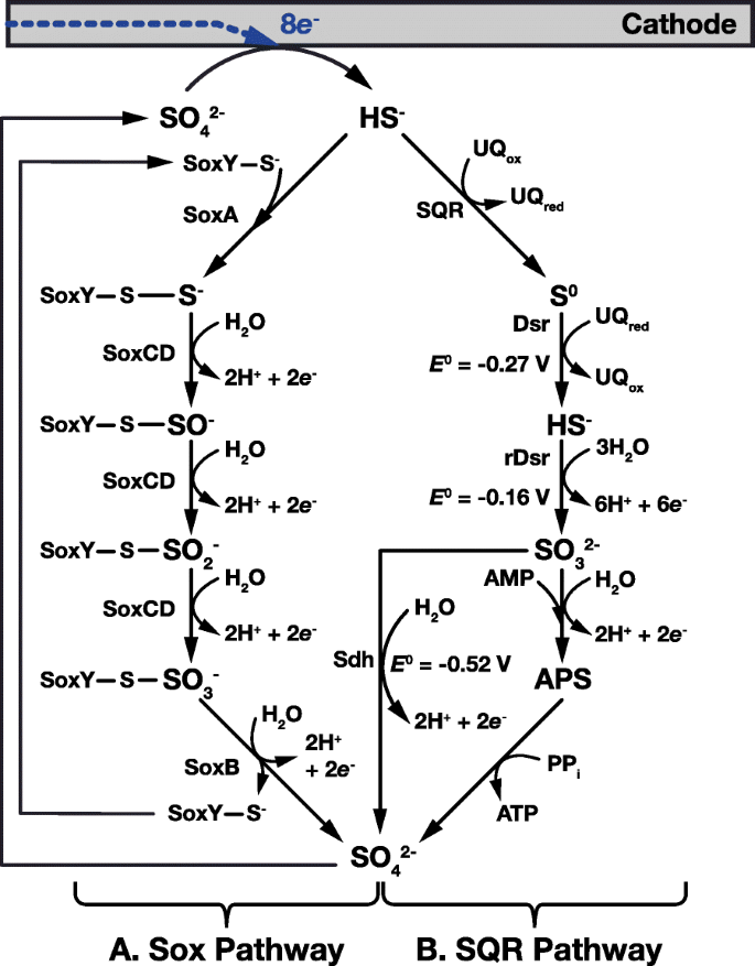 Electrical energy storage with engineered biological systems | Journal of  Biological Engineering | Full Text