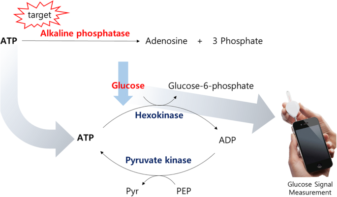 Label Free And Washing Free Alkaline Phosphatase Assay Using A Personal Glucose Meter Journal Of Biological Engineering Full Text