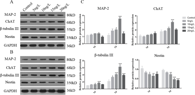 Effect Of Ciliary Neurotrophic Factor On Neural Differentiation Of Stem Cells Of Human Exfoliated Deciduous Teeth Journal Of Biological Engineering Full Text