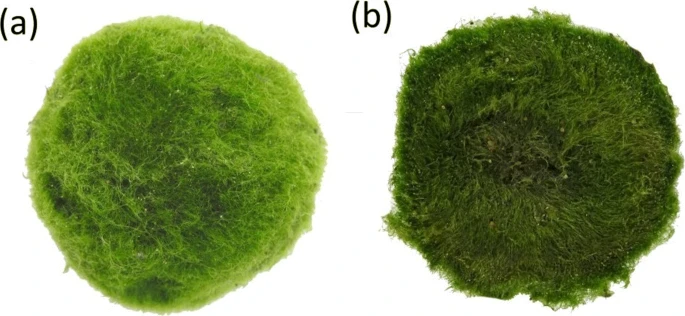 3D打印藻球机器人有望提供一种监测水的实用方法