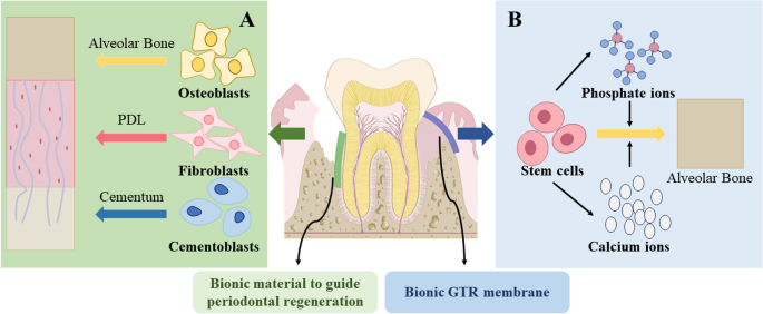 Research progress of biomimetic materials in oral medicine 