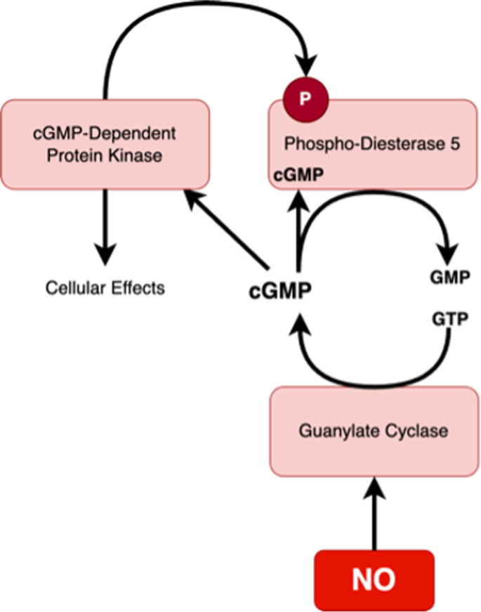 ghk cu olympia ghk cu daily dose Peptides Solutions at Olympia