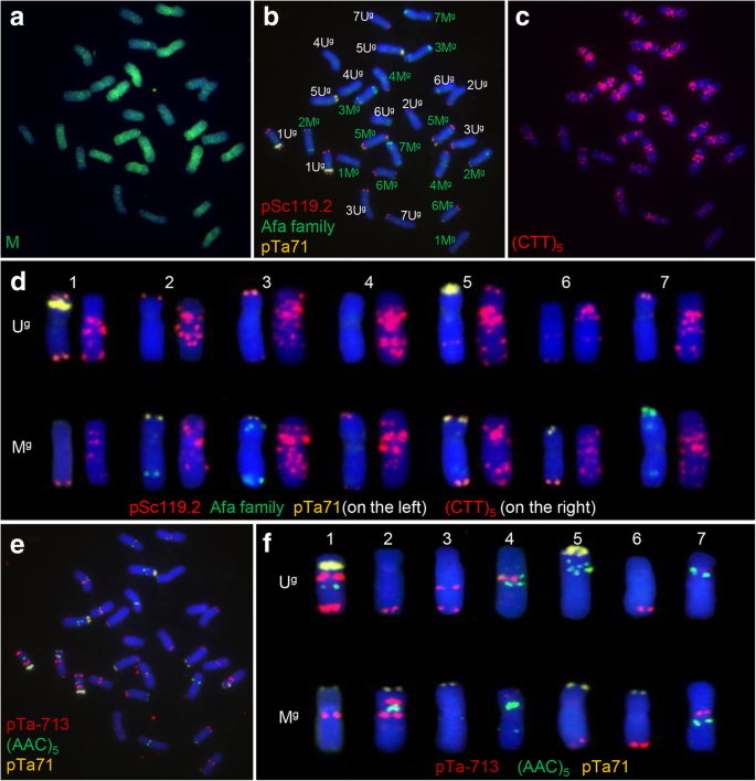 The Karyotype Of Aegilops Geniculata And Its Use To Identify Both Addition And Substitution Lines Of Wheat Molecular Cytogenetics Full Text The Karyotype Of Aegilops Geniculata And Its Use To Identify Both Addition And Substitution Lines Of Wheat Molecular Cytogenetics Full Text