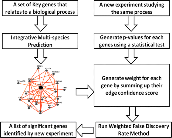 Testing multiple hypotheses through IMP weighted FDR based on a genetic functional network with application to a new zebrafish transcriptome study