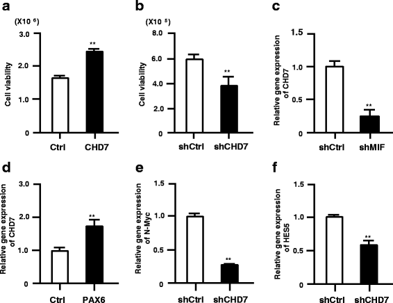 CHD7 promotes proliferation of neural stem cells mediated by MIF ...
