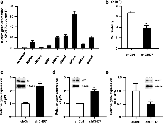 CHD7 promotes proliferation of neural stem cells mediated by MIF ...