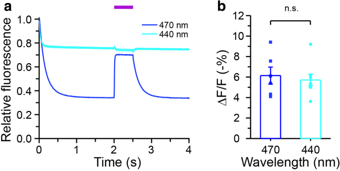 Excitation Wavelength Optimization Improves Photostability Of Asap Family Gevis Molecular Brain Full Text
