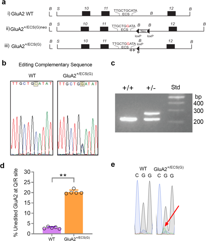A New Mouse Line With Reduced Glua2 Q R Site Rna Editing Exhibits Loss Of Dendritic Spines Hippocampal Ca1 Neuron Loss Learning And Memory Impairments And Nmda Receptor Independent Seizure Vulnerability Molecular Brain