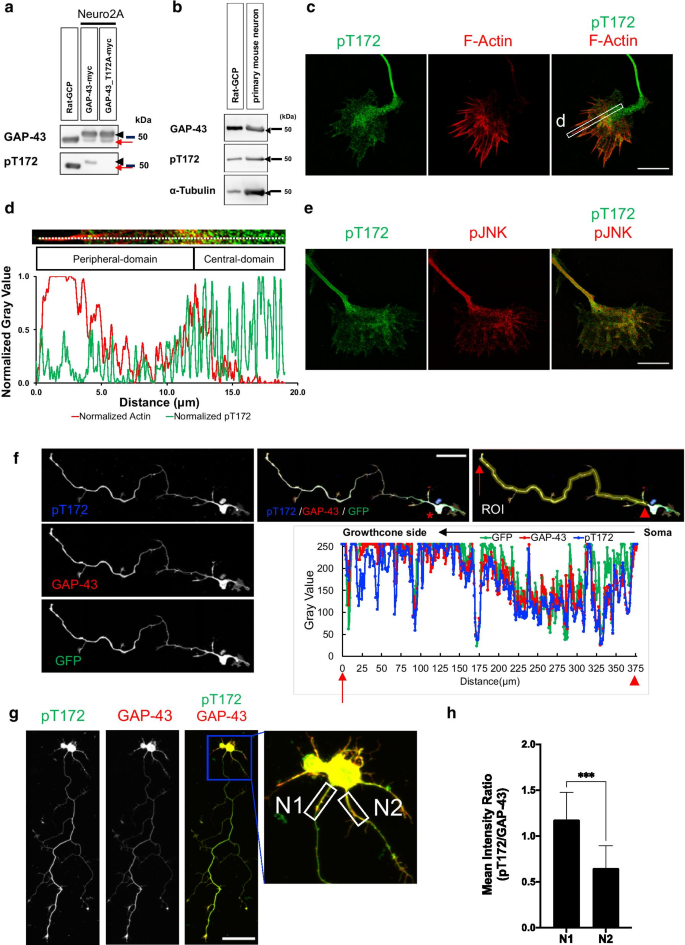 Phosphorylation Of Gap 43 T172 Is A Molecular Marker Of Growing Axons In A Wide Range Of Mammals Including Primates Molecular Brain Full Text