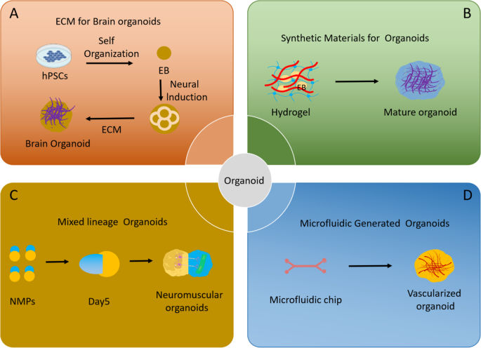 in vitro culture research paper figure 2