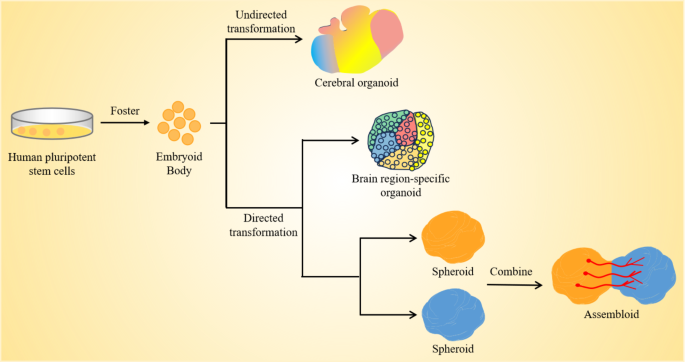 in vitro culture research paper figure 3