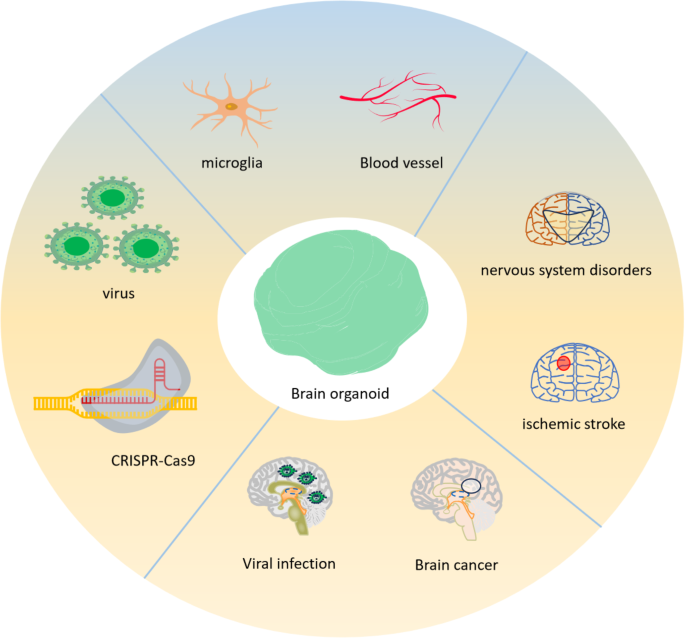in vitro culture research paper figure 4