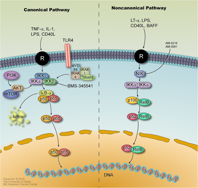 NF-κB signaling and its relevance to the treatment of mantle cell lymphoma  | Journal of Hematology & Oncology | Full Text