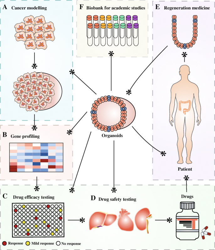 Organoid technology and applications in cancer research | Journal of  Hematology & Oncology | Full Text