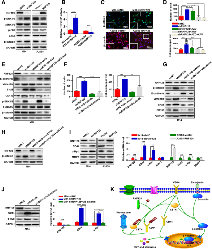 Downregulation Of Rnf128 Activates Wnt B Catenin Signaling To Induce Cellular Emt And Stemness Via Cd44 And Cttn Ubiquitination In Melanoma Journal Of Hematology Oncology Full Text