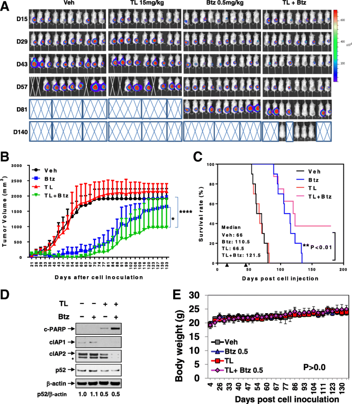 The Iap Antagonist Birinapant Potentiates Bortezomib Anti Myeloma Activity In Vitro And In Vivo Journal Of Hematology Oncology Full Text