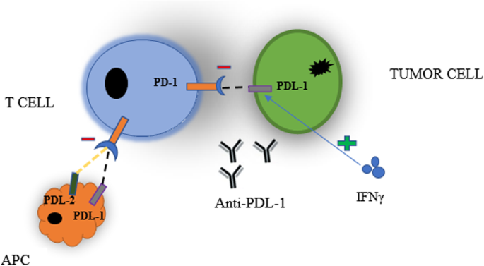 Immune checkpoint inhibitors of PD-L1 as cancer therapeutics | Journal of  Hematology & Oncology | Full Text