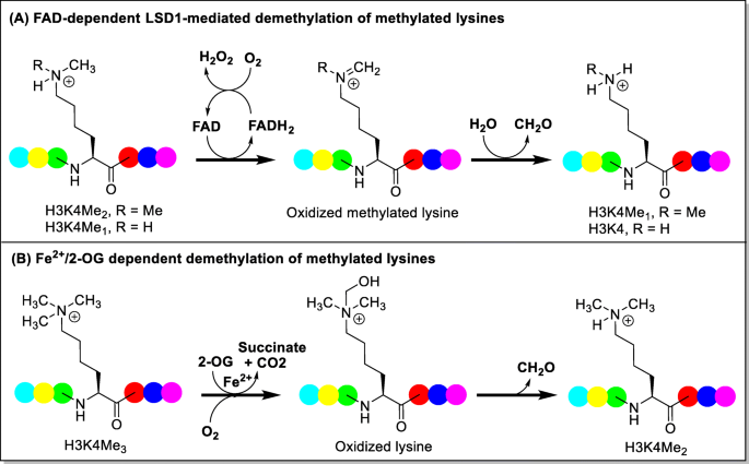 Lsd1 Kdm1a Inhibitors In Clinical Trials Advances And Prospects Journal Of Hematology Oncology Full Text