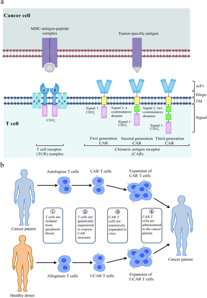 Gene Modification Strategies For Next Generation Car T Cells Against Solid Cancers Journal Of Hematology Oncology Full Text