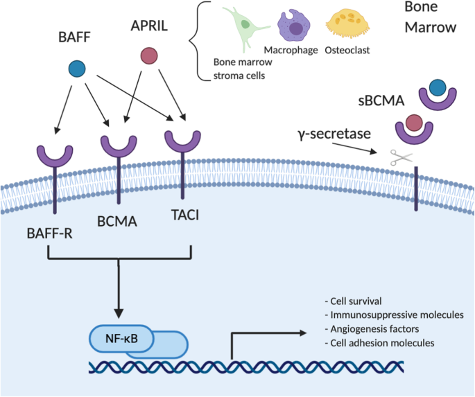 ma Targeted Immunotherapy For Multiple Myeloma Journal Of Hematology Oncology Full Text