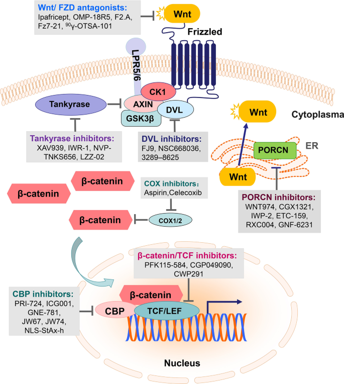 Targeting The Wnt B Catenin Signaling Pathway In Cancer Journal Of Hematology Oncology Full Text