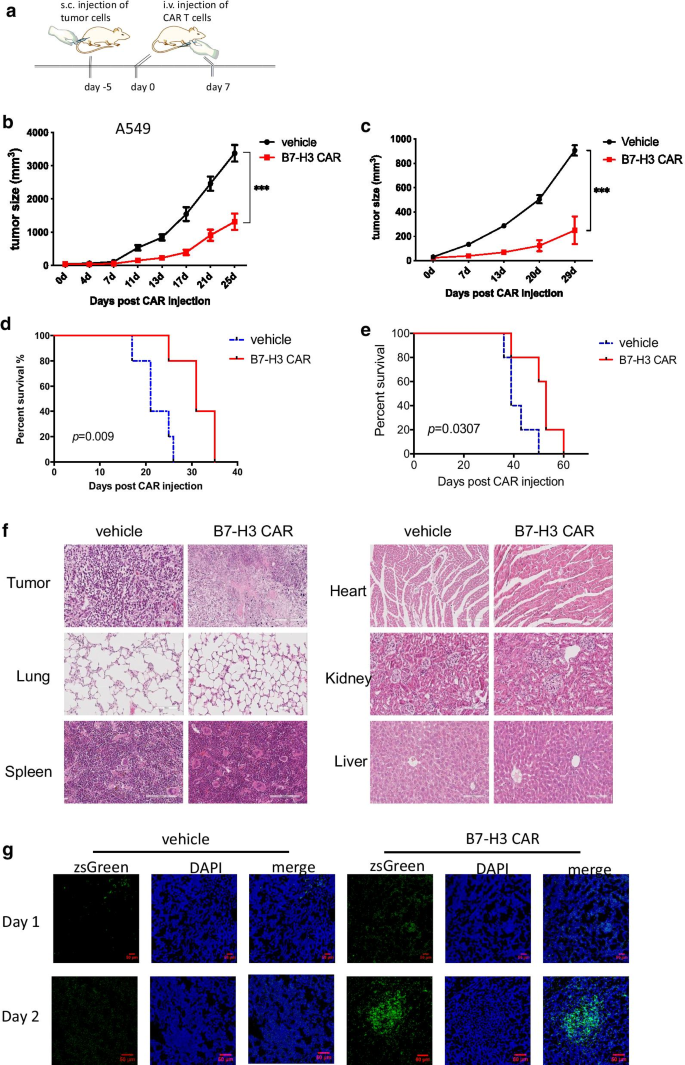 Targeting H3 Via Chimeric Antigen Receptor T Cells And Bispecific Killer Cell Engagers Augments Antitumor Response Of Cytotoxic Lymphocytes Journal Of Hematology Oncology Full Text