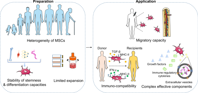 research article on mesenchymal stem cells figure 2