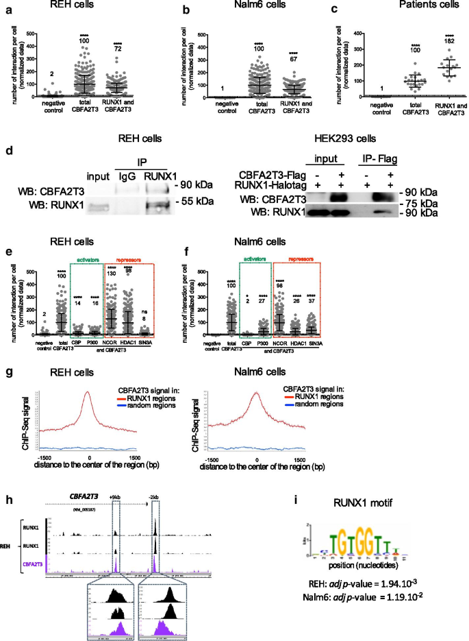Reduction Of Runx1 Transcription Factor Activity By A Cbfa2t3 Mimicking Peptide Application To B Cell Precursor Acute Lymphoblastic Leukemia Journal Of Hematology Oncology Full Text