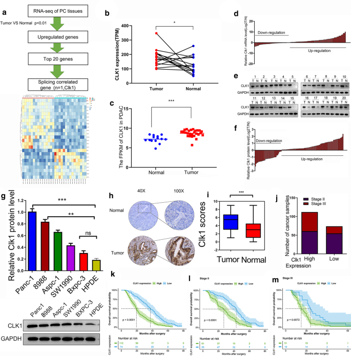 Clk1 Srsf5 Pathway Induces Aberrant Exon Skipping Of Mettl14 And Cyclin L2 And Promotes Growth And Metastasis Of Pancreatic Cancer Journal Of Hematology Oncology Full Text