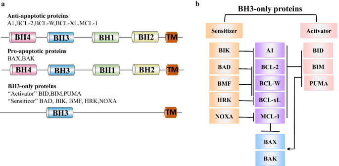 Targeting Mcl 1 In Cancer Current Status And Perspectives Journal Of Hematology Oncology Full Text