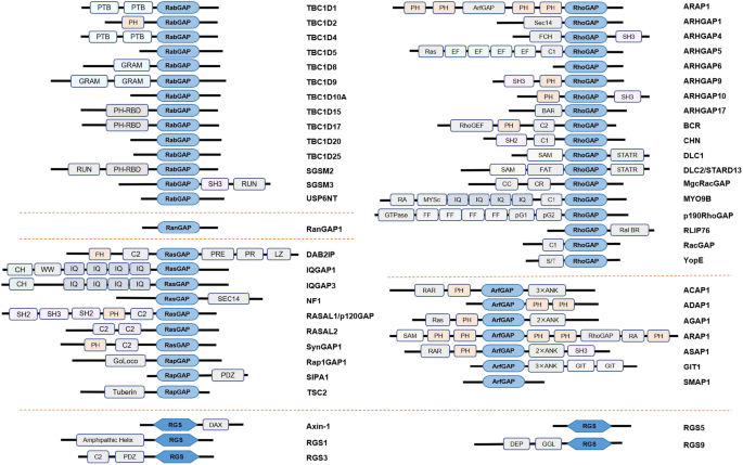 The roles of GTPase-activating proteins in regulated cell death and tumor  immunity | Journal of Hematology & Oncology | Full Text