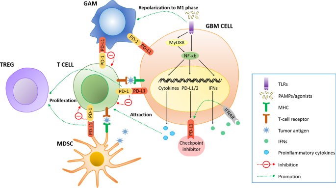 Toll-like receptors and toll-like receptor-targeted immunotherapy against  glioma | Journal of Hematology & Oncology | Full Text