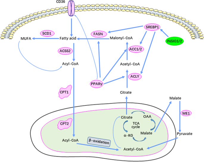 Posttranslational control of lipogenesis in the tumor microenvironment |  Journal of Hematology & Oncology | Full Text