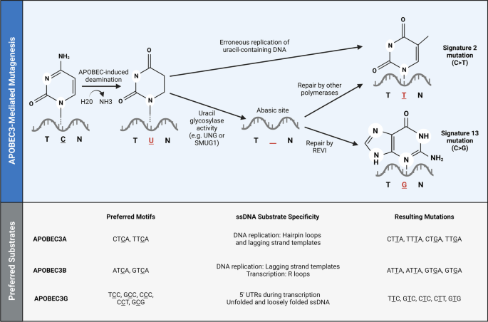 APOBEC3-mediated mutagenesis in cancer: causes, clinical 
