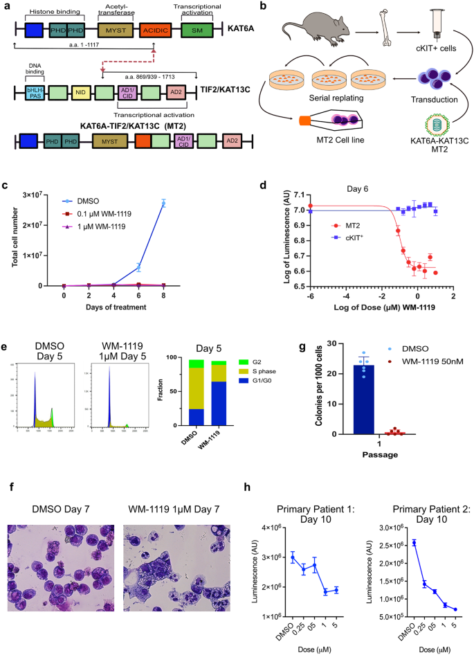 The small inhibitor WM-1119 effectively targets KAT6A-rearranged AML, but not KMT2A-rearranged AML, despite shared KAT6 genetic dependency | Journal of Hematology & Oncology | Full Text the-small-inhibitor-wm-1119-effectively-targets-kat6a-rearranged-aml-but-not-kmt2a-rearranged-aml-despite-shared-kat6-genetic-dependency-journal-of-hematology-oncology-full-text