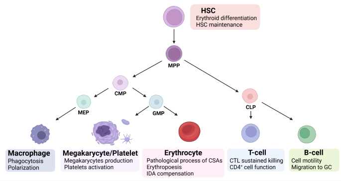 Unraveling the roles and mechanisms of mitochondrial translation in normal and malignant hematopoiesis | Journal of Hematology & Oncology | Full Text unraveling-the-roles-and-mechanisms-of-mitochondrial-translation-in-normal-and-malignant-hematopoiesis-journal-of-hematology-oncology-full-text