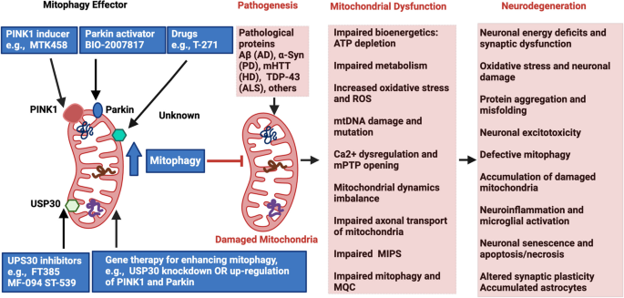 cigarette smoke p53 parkin mitophagy Mitophagy's impacts on cancer and neurodegenerative diseases: implications  for future therapies | Journal of Hematology & Oncology
