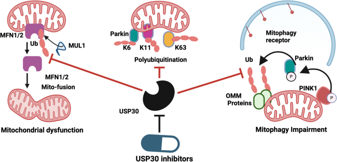 Mitophagy's impacts on cancer and neurodegenerative diseases: implications  for future therapies | Journal of Hematology & Oncology