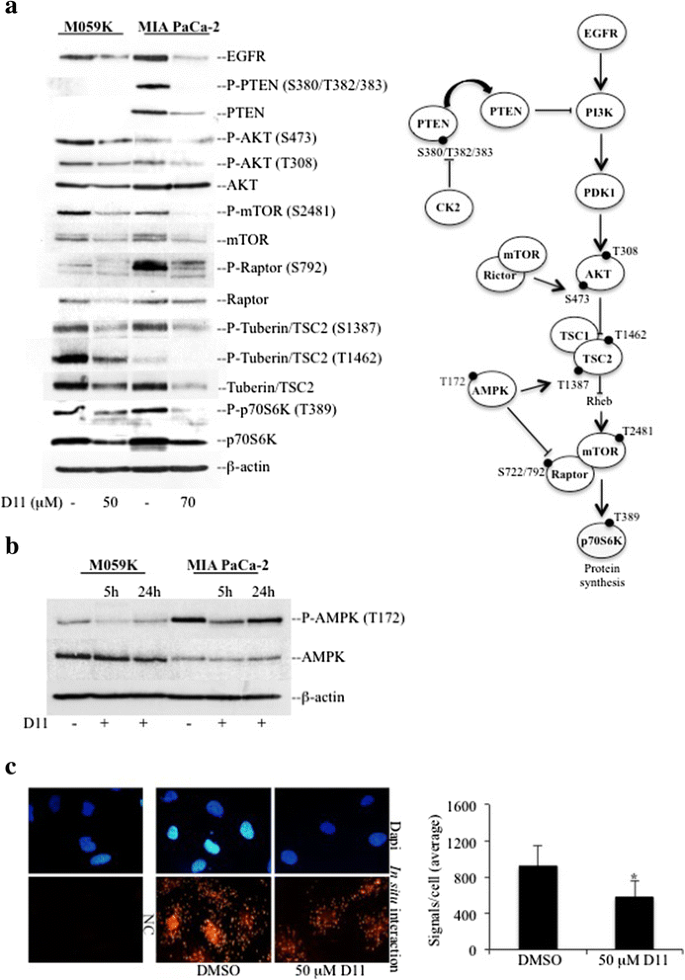 The kinase inhibitor D11 induces caspase-mediated cell death in ...