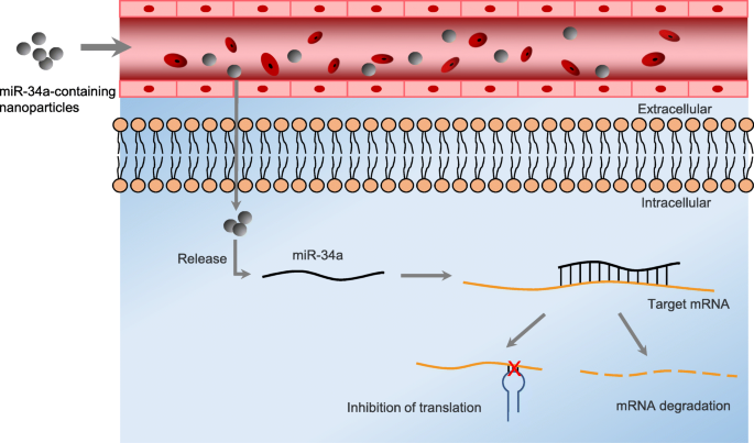 MicroRNA-34 family: a potential tumor suppressor and therapeutic candidate  in cancer, Journal of Experimental & Clinical Cancer Research