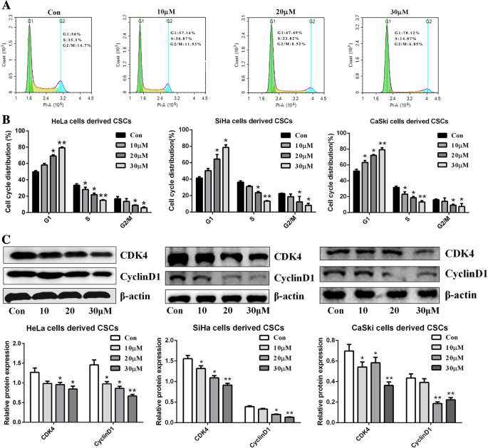 Zoledronic acid inhibits the growth of cancer stem cell derived from  cervical cancer cell by attenuating their stemness phenotype and inducing  apoptosis and cell cycle arrest through the Erk1/2 and Akt pathways