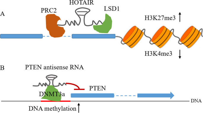 Natural antisense transcripts in the biological hallmarks of cancer:  powerful regulators hidden in the dark | Journal of Experimental & Clinical  Cancer Research | Full Text