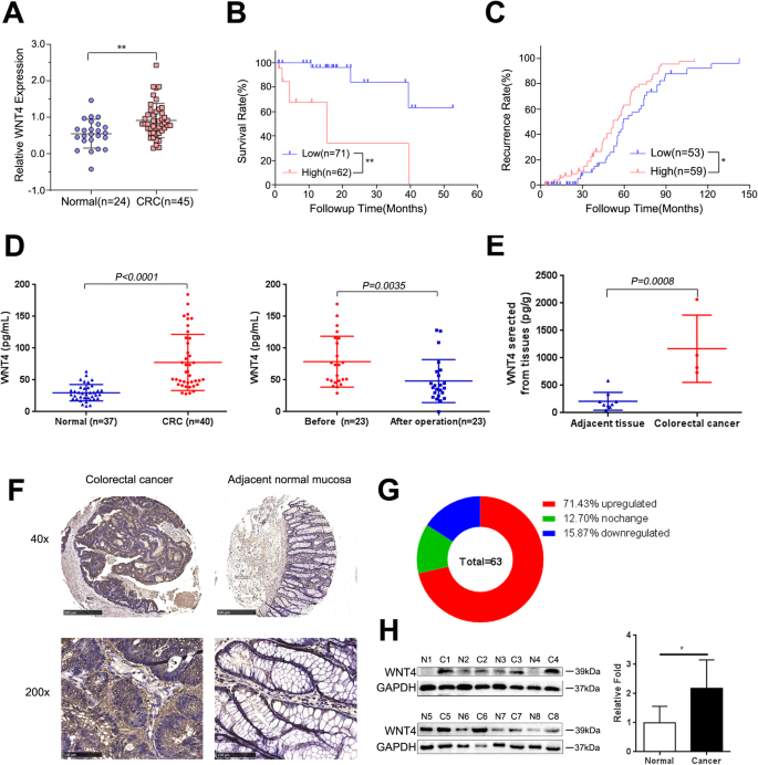 Wnt4 Secreted By Tumor Tissues Promotes Tumor Progression In Colorectal Cancer By Activation Of The Wnt B Catenin Signalling Pathway Springerlink