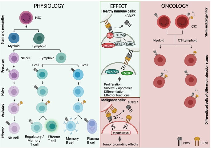 The CD70-CD27 axis in oncology: the new kids on the block | Journal of  Experimental & Clinical Cancer Research | Full Text