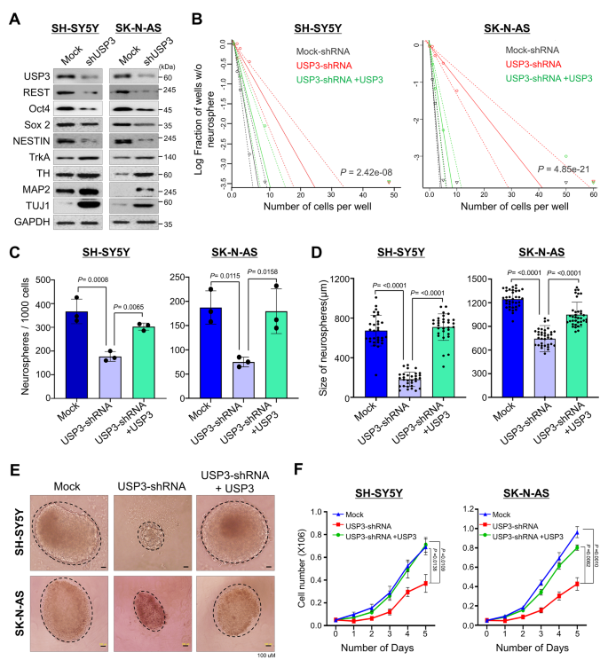 An ALYREF-MYCN coactivator complex drives neuroblastoma tumorigenesis  through effects on USP3 and MYCN stability