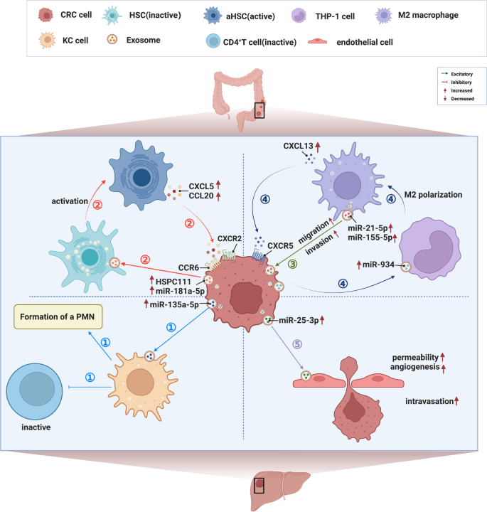 Liver metastasis from colorectal cancer: pathogenetic development, immune  landscape of the tumour microenvironment and therapeutic approaches |  Journal of Experimental & Clinical Cancer Research | Full Text